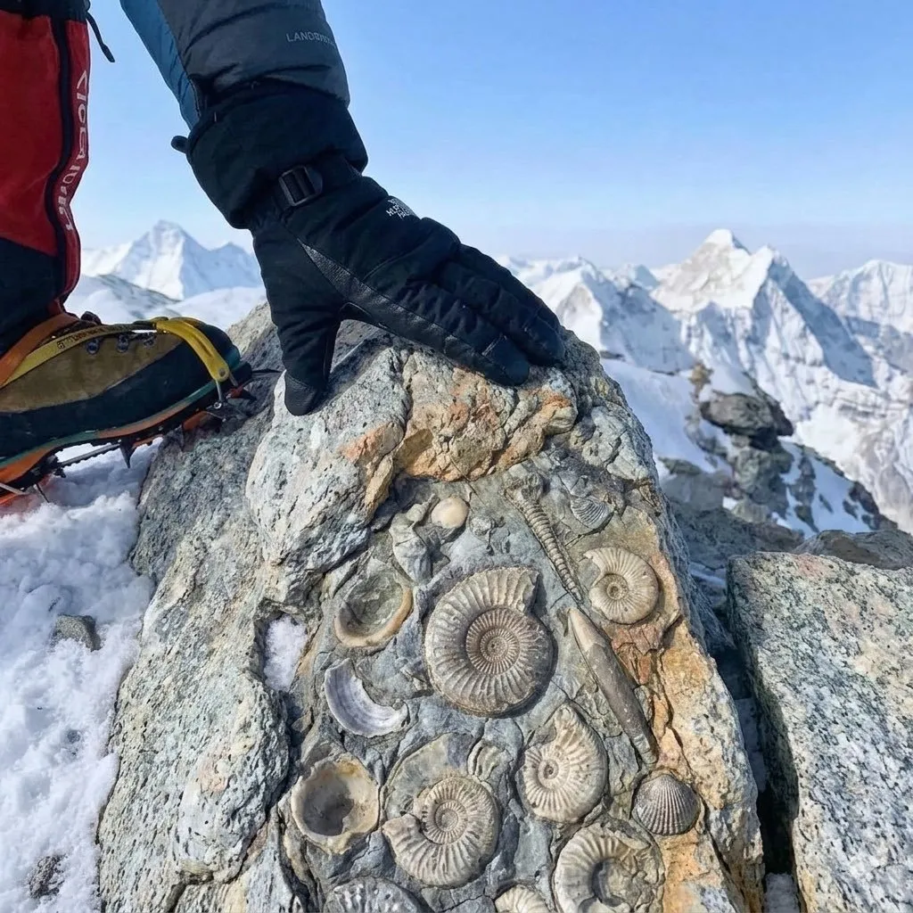 Everest Zirvesinde Şaşırtan Keşif: Deniz Fosilleri Görüntülendi
