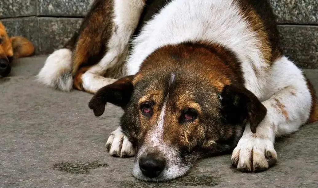 İstanbul’da Sokak Köpeklerini Kontrolsüz Beslemek Yasaklandı